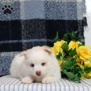 Flora, Pomsky Puppy